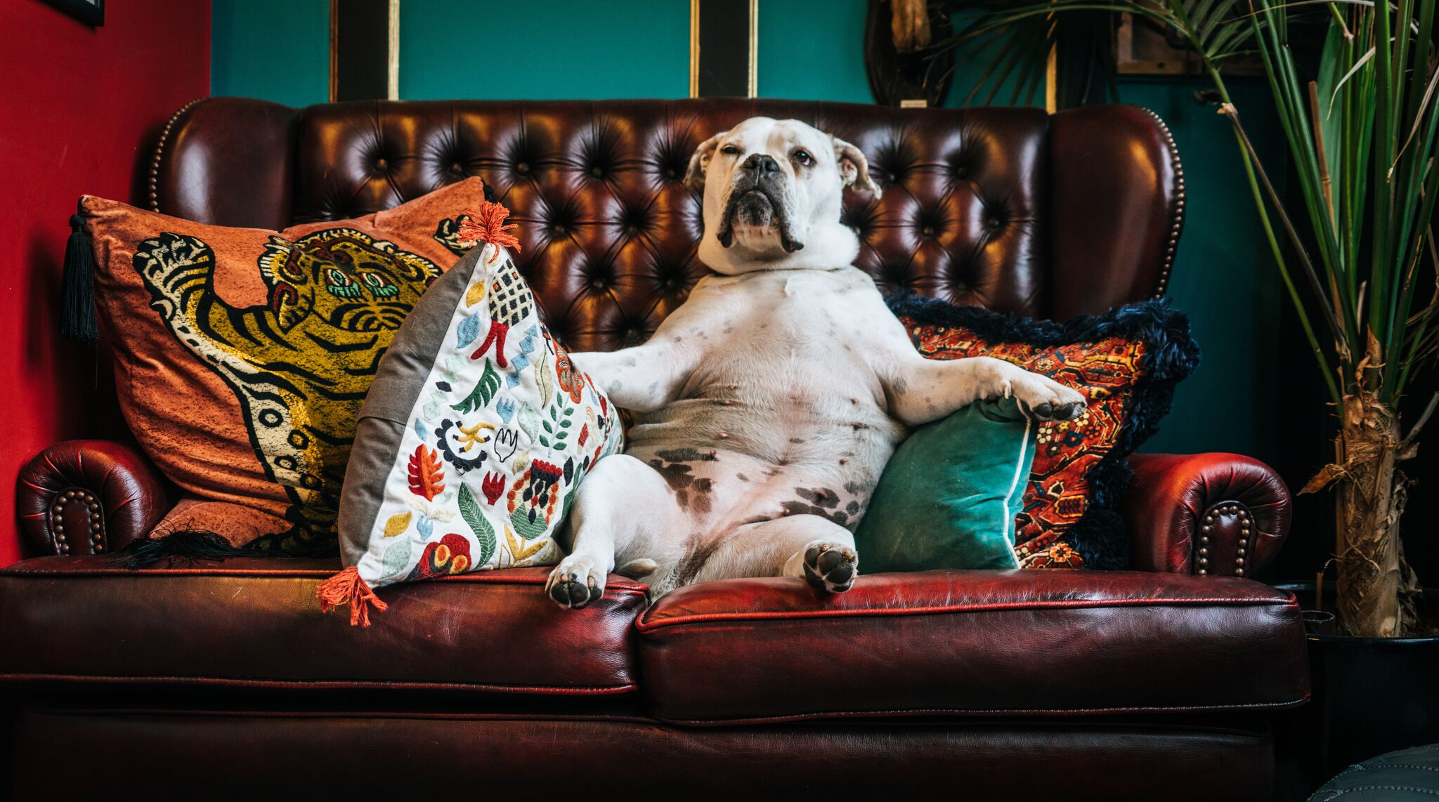 _iNL3IHi Founders Funding Couch